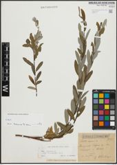 Foto von Salix repens subsp. incubacea (L.) A. Neumann